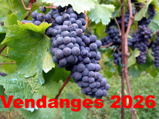 Vendange 2026 modifi 1